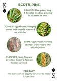 Natures Work - Trees of Europe Playing Cards Scots Pine  King of Spades