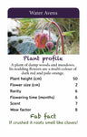 Natures Work - Wildflower Of Britain And Europe Top Trumps Water Avens Card